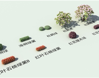 现代海桐球绿篱