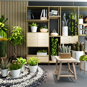 北欧 盆栽 绿色植物花卉照片组合