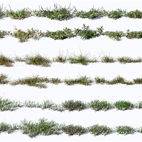 现代 草 植物花草野草