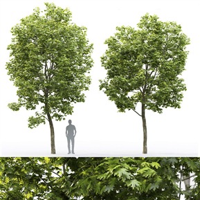 现代 树 植物树木枫树 槭树