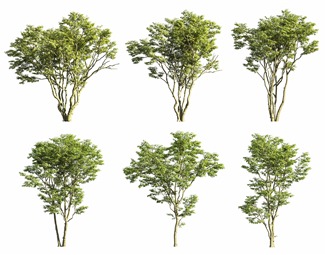 现代稀疏树木