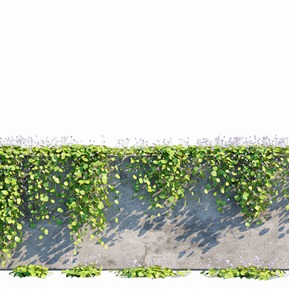 现代 藤蔓 绿植縢蔓植物墙肾叶堇