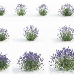 现代 薰衣草 植物花草薰衣草