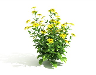 现代室外鲜花
