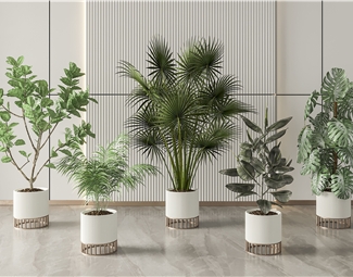 现代 盆栽 绿植盆栽组合