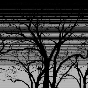 黑白树影