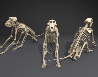 现代猴子骨架