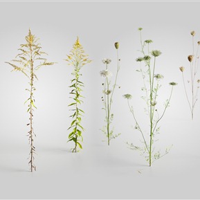 现代 植物 植物芥菜 胡萝卜 一枝黄花