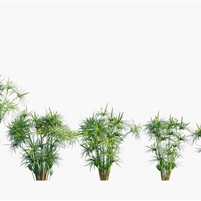 现代 植物 植物花草车草