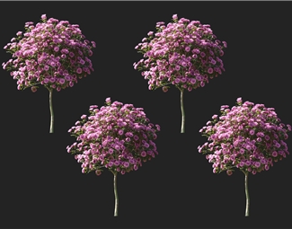 现代 花树 月季