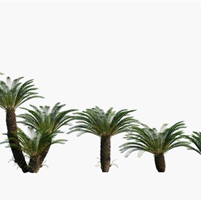 现代 植物 植物花草花卉树木苏铁铁树