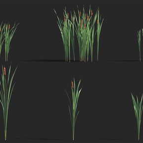 现代 草 水生植物香蒲