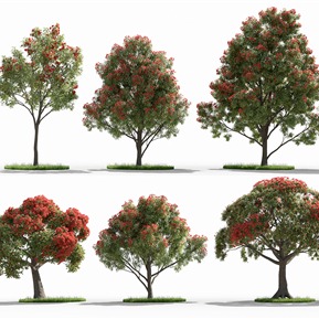 现代 树 红花桉树景观树