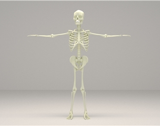 现代人物骨骼模型