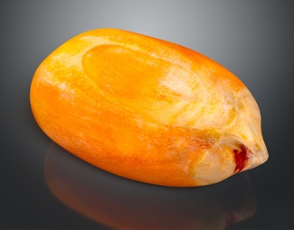 现代 玉米粒 玉米