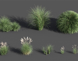 现代小草植物