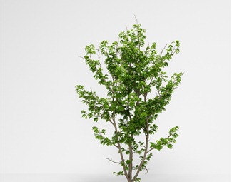 现代 树 皂荚树美国皂荚三刺皂荚绿植绿植