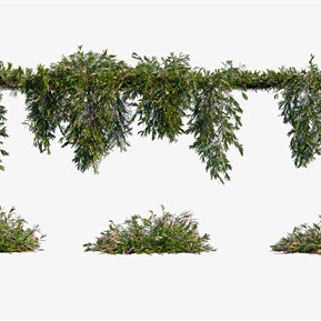 现代 藤蔓 绿植藤蔓植物墙银桦