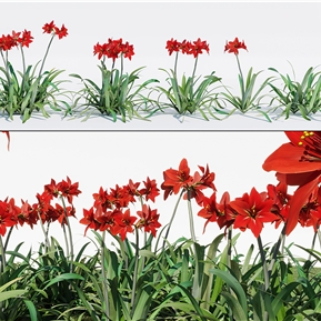 现代 花 植物花草石蒜