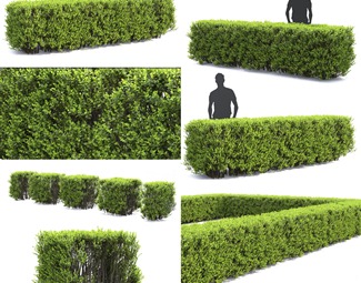 现代植物绿篱