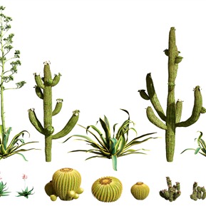 现代 植物 仙人掌仙人球