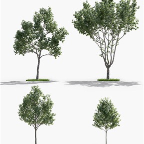 现代 树 二球悬铃木 法国梧桐 景观树