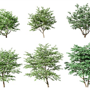 现代 树 植物树木景观树四照花