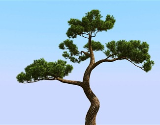 树