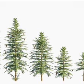 现代 树 树木瓦勒迈杉