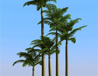 棕榈树
