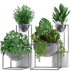 现代 盆栽 大叶仙茅 鹅掌藤