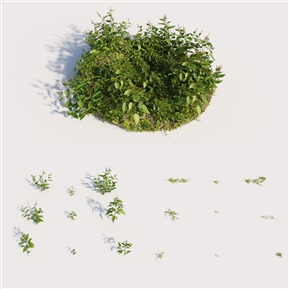 现代 植物 小草植物