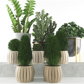 现代 盆栽 绿植