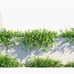 现代 植物 植物花草落花生