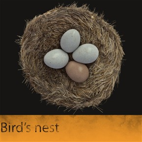 鳥窩