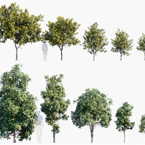 现代 树 植物树木