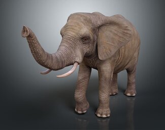 现代 大象 陆地动物 野生动物 大型动物 哺乳动物