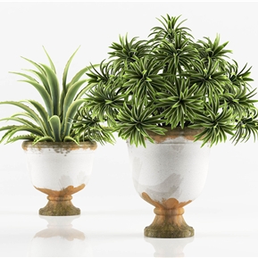 现代 盆栽 绿植