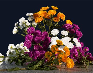 现代植物鲜花