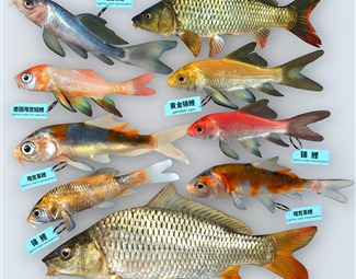 现代中国原生鲤鱼