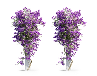 现代紫藤花树