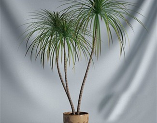 现代 盆栽 植物
