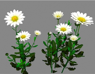 现代鲜花