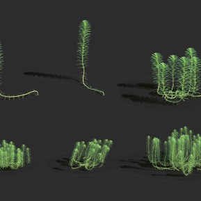 现代 草 狐尾草