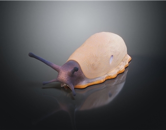 现代高大环口蜗牛3d模型下载-3d溜溜网