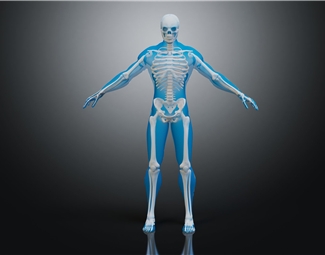 现代人体模型带骨骼