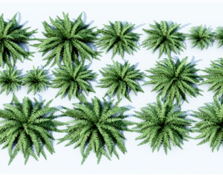 现代 植物 花草