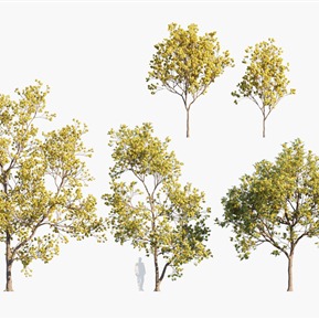 现代 树 树木铃木