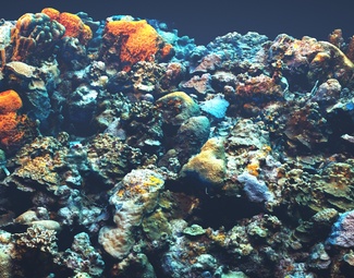 现代海底景观