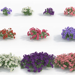 现代 花 植物花草矮牵牛